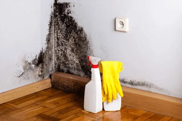 mold growth